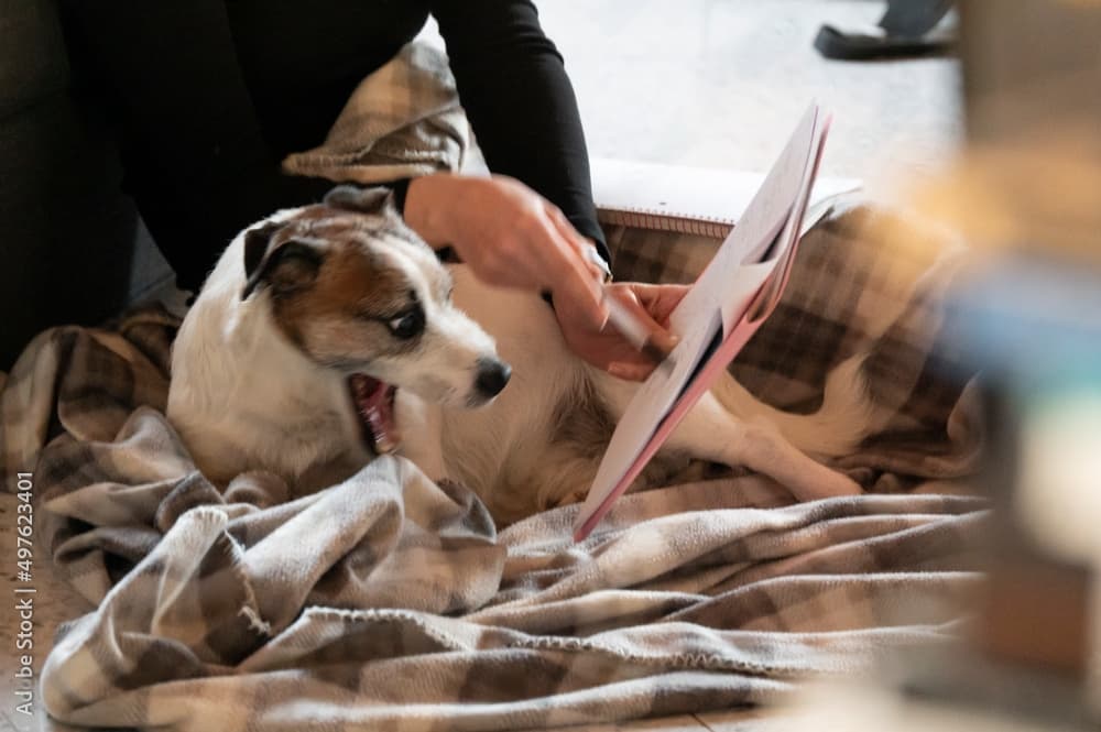 Collage of major operating system interfaces including Windows, macOS, Linux, Android, and iOS with their respective logos