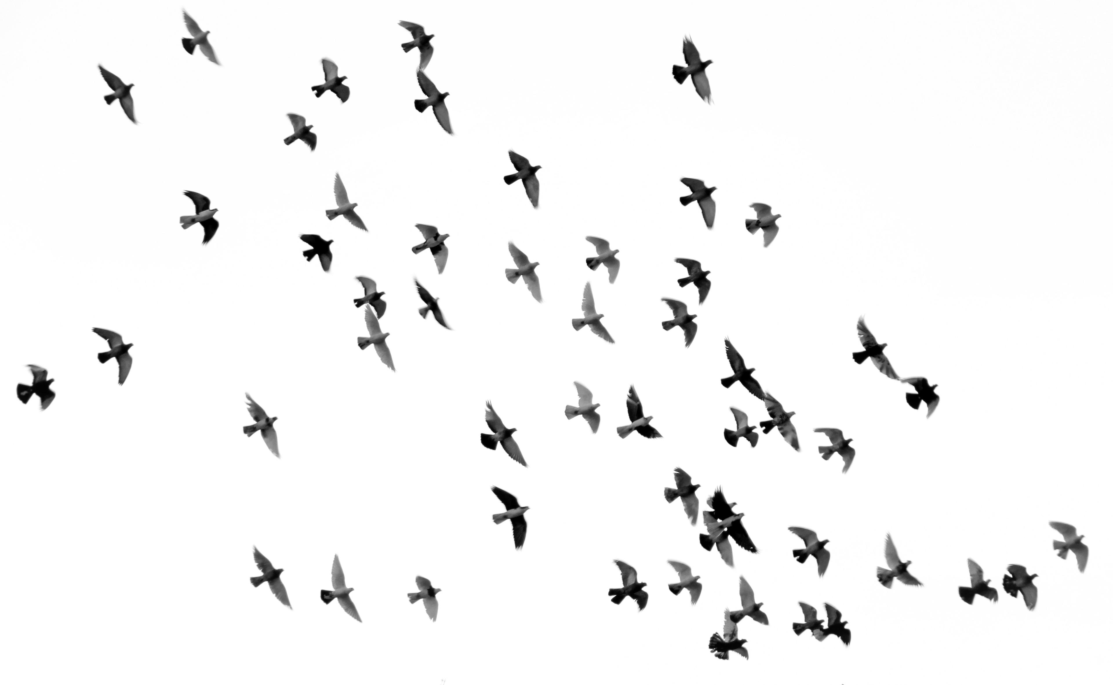 Bird Flu’s Shocking Spread: How H5N1 Is Upending America’s Farms—and the World Isn’t Ready